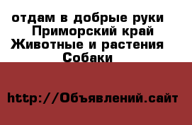 отдам в добрые руки - Приморский край Животные и растения » Собаки   